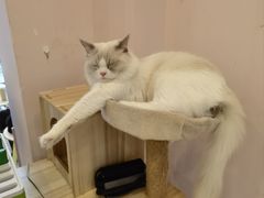 -猫咪派对(江南西店)