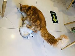 -平行世界·猫咖(首经贸店)