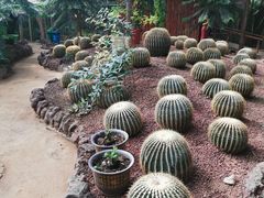 -呀路古热带植物园