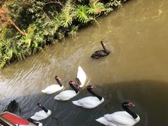 -广州长隆飞鸟乐园