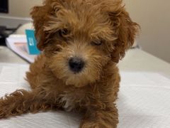 -安安宠医·臻爱宠物医院·宠保定点(营门口路分院)