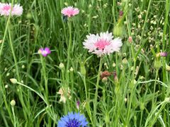 -武汉紫薇都市田园