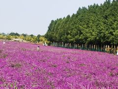 -嘉北郊野公园