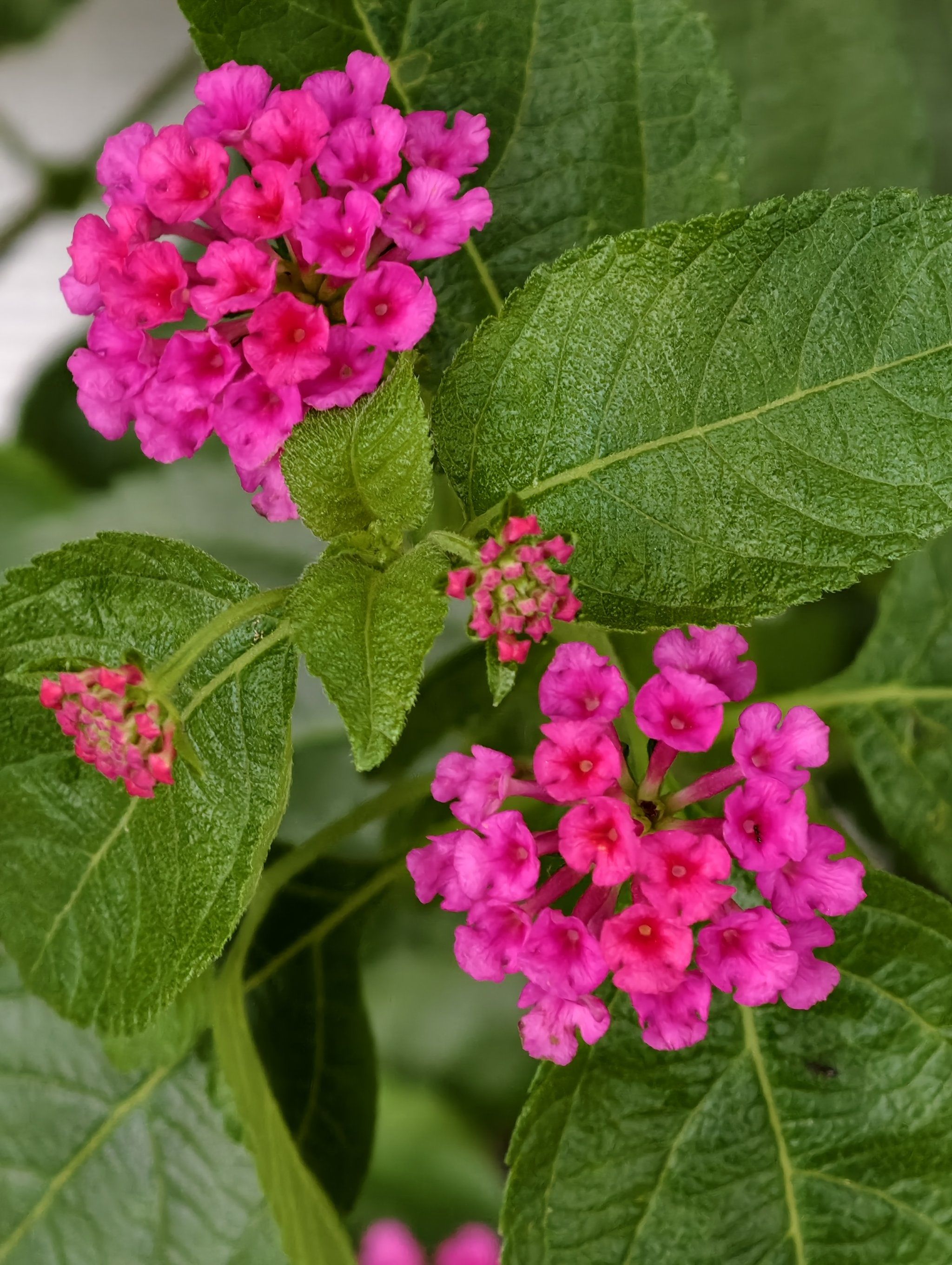 原来这个叫五色花,也叫五色梅,我以为也是绣球