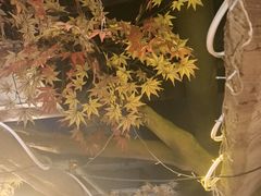 -城墙拐拐火锅(三峡广场黑金冠店)