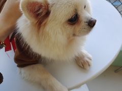 -怪兽屋·羊驼·猫咖·狗咖(俊华广场店)