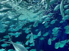 -上海海洋水族馆