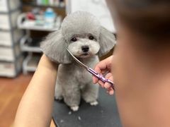 -鑫艺宠物美容培训学校