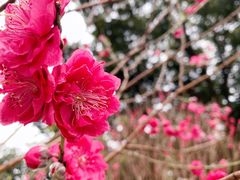 -桃花涧