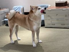 -逗柴咖啡屋·狗咖猫咖宠物桌游