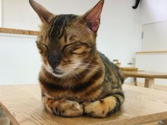 -李小姐の猫咖啡馆(五角场店)
