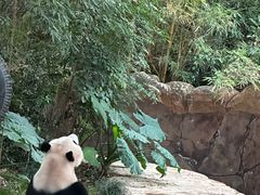 -广州长隆野生动物世界