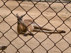 -石家庄市动物园