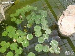-观光南瓜园