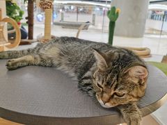 -COLOR PETS 撸猫馆·购猫·猫咖(长风大悦城店)