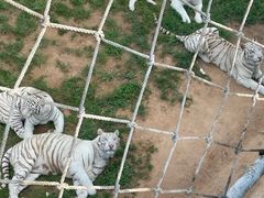 -西霞口神雕山野生动物世界