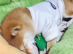 -逗柴咖啡屋·狗咖猫咖宠物桌游