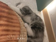 -飞行喵MR PILOT|猫舍·猫咖(静安大融城店)