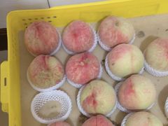 -老袁家蜜桃农场·阳山水蜜桃