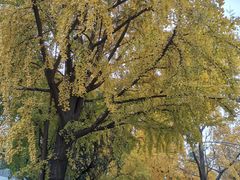 -四川大学(华西校区)