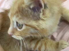 -瑞派福兴宠物医院犬猫全科·骨科·中西医结合(河东店)