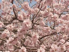 -桃花堤公园