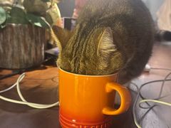 -咖法森林·咖啡  酒吧(天河店)