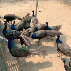 -萌宠亲子动物乐园(槐房万达店)