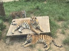 -大连森林动物园