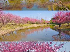 -花开海上生态园