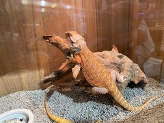 -酷以爬仙阁实体爬宠店·守宫·蜥蜴·专业繁育