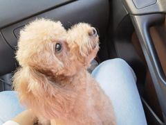 -哈尼爱宠·宠物生活会馆