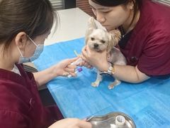 -伟伟宠物医院·CT影像中心·瑞派犬猫综合性门诊(汉口总院)