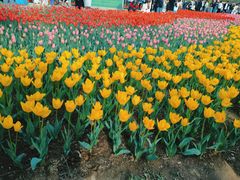 -石家庄市植物园