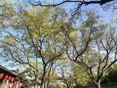 -北京国子监胡同