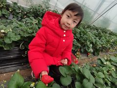 -喜杨洋草莓采摘园