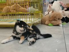 -柴犬小屋·柴餐厅·狗咖食堂(金鼎广场店)