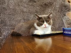 -猫猫幼稚园·撸猫·桌游·电玩