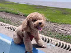 -南汇嘴观海公园