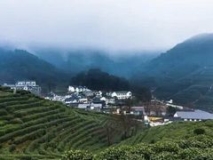 -十八棵（老龙井）御茶园(老龙井店)