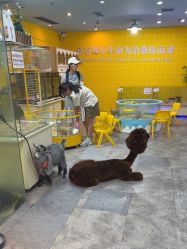 -神奇动物撸宠馆·羊驼·小浣熊·异宠(豫园店)