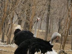 -北京野生动物园