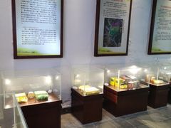 -千年银杏谷文化旅游区
