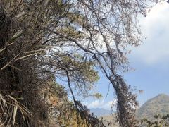 -羚羊峡古栈道森林公园