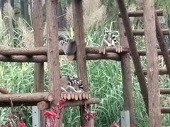 -武汉动物园
