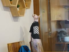 -喵园·猫主题咖啡厅·撸猫·猫咖(国贸店)