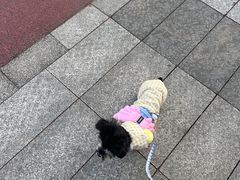-宠颐生宠物医院·犬猫全科·皮肤科(商业街店)