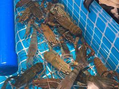 -山海•蒸汽活海鲜自助(皇庭广场店)