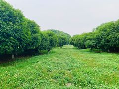 -艾溪湖湿地公园