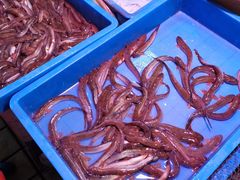 白鸽鱼-细村农贸综合市场